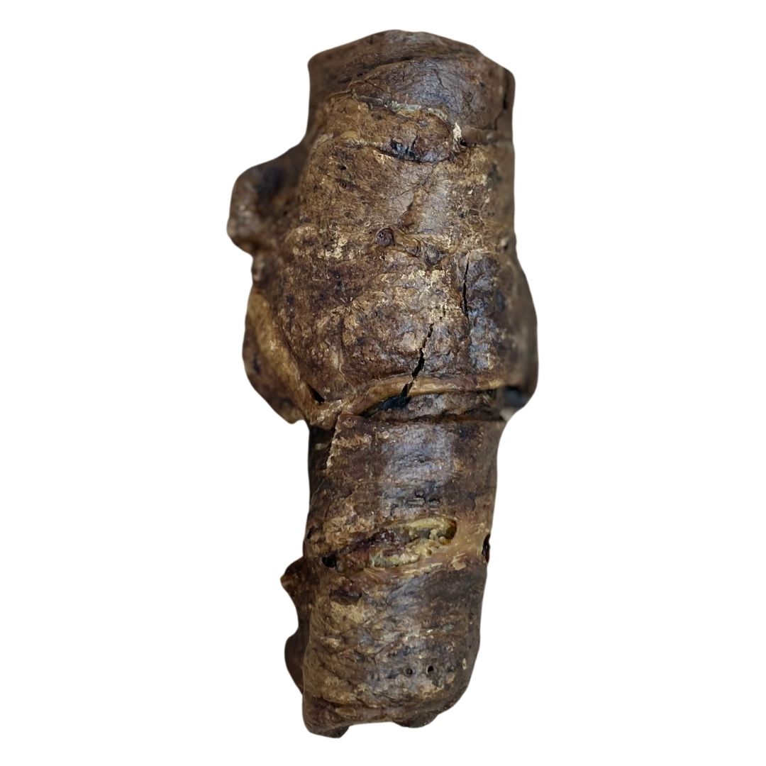 wrapped buffalo trachea